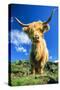 Cattle, Highland Cow-null-Stretched Canvas