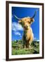 Cattle, Highland Cow-null-Framed Photographic Print