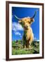 Cattle, Highland Cow-null-Framed Photographic Print