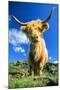 Cattle, Highland Cow-null-Mounted Photographic Print