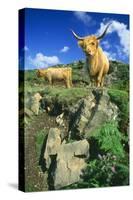 Cattle, Highland Cows-null-Stretched Canvas