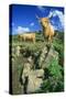 Cattle, Highland Cows-null-Stretched Canvas