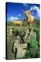 Cattle, Highland Cows-null-Stretched Canvas