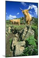 Cattle, Highland Cows-null-Mounted Photographic Print