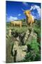 Cattle, Highland Cows-null-Mounted Photographic Print