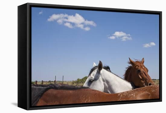 Cattle Horses, Chilicothe, Texas-Paul Souders-Framed Stretched Canvas