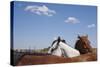 Cattle Horses, Chilicothe, Texas-Paul Souders-Stretched Canvas