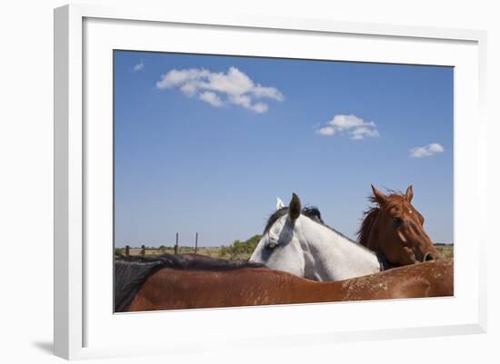 Cattle Horses, Chilicothe, Texas-Paul Souders-Framed Photographic Print