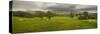 Cattle in a Meadow, Pendle Hill, Clitheroe, Lancashire, England-null-Stretched Canvas