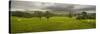 Cattle in a Meadow, Pendle Hill, Clitheroe, Lancashire, England-null-Stretched Canvas