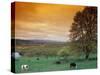 Cattle in Pasture near Clatskanie, Oregon, USA-Brent Bergherm-Stretched Canvas