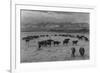 Cattle in South Farm-Ansel Adams-Framed Premium Giclee Print