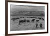 Cattle in South Farm-Ansel Adams-Framed Premium Giclee Print