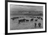 Cattle in South Farm-Ansel Adams-Framed Premium Giclee Print