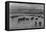 Cattle in South Farm-Ansel Adams-Framed Stretched Canvas