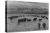 Cattle in South Farm-Ansel Adams-Stretched Canvas