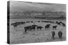 Cattle in South Farm-Ansel Adams-Stretched Canvas