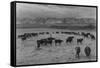 Cattle in South Farm-Ansel Adams-Framed Stretched Canvas
