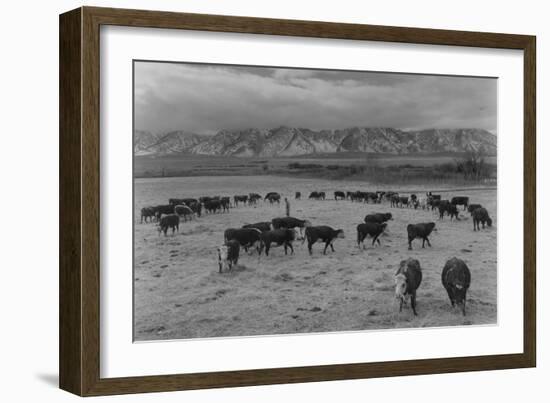 Cattle in South Farm-Ansel Adams-Framed Art Print