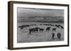 Cattle in South Farm-Ansel Adams-Framed Art Print