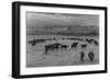 Cattle in South Farm-Ansel Adams-Framed Art Print