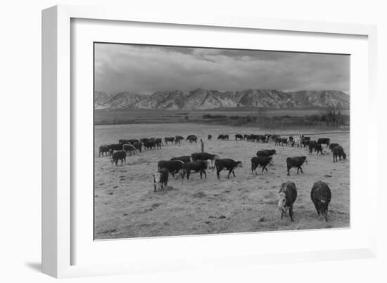 Cattle in South Farm-Ansel Adams-Framed Art Print