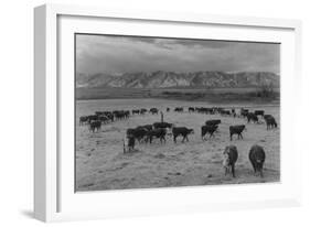 Cattle in South Farm-Ansel Adams-Framed Art Print