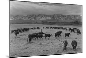 Cattle in South Farm-Ansel Adams-Mounted Art Print