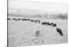 Cattle in South Farm-Ansel Adams-Stretched Canvas