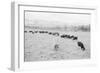 Cattle in South Farm-Ansel Adams-Framed Art Print