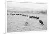 Cattle in South Farm-Ansel Adams-Framed Art Print