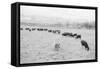 Cattle in South Farm-Ansel Adams-Framed Stretched Canvas