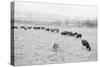 Cattle in South Farm-Ansel Adams-Stretched Canvas