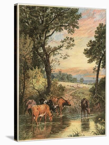 Cattle in Stream-null-Stretched Canvas