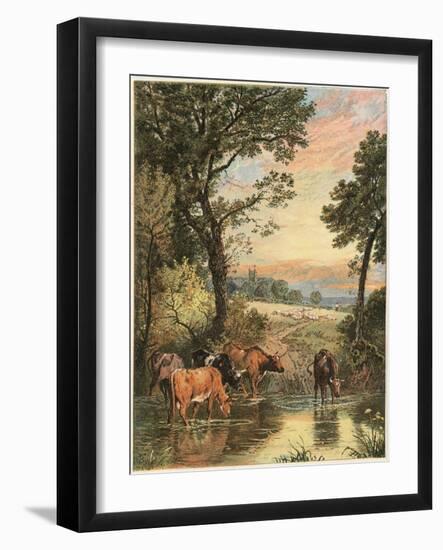 Cattle in Stream-null-Framed Art Print