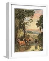 Cattle in Stream-null-Framed Art Print