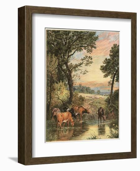 Cattle in Stream-null-Framed Art Print