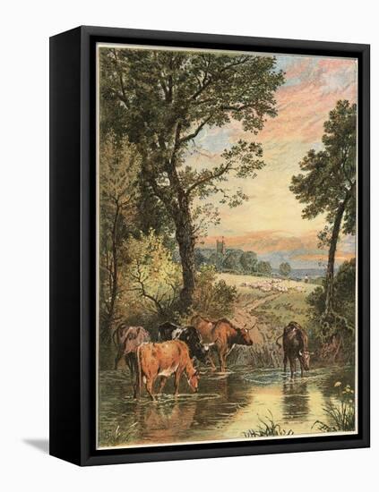 Cattle in Stream-null-Framed Stretched Canvas