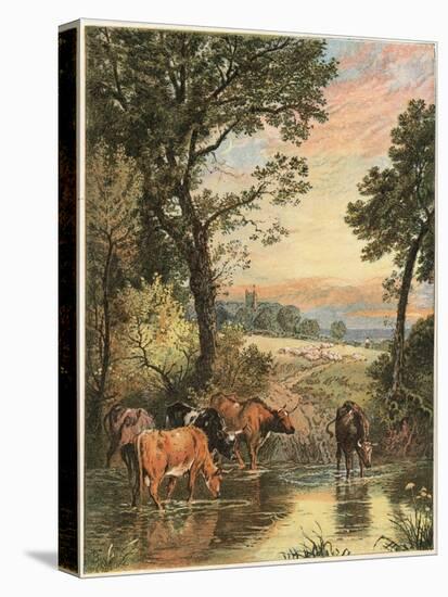 Cattle in Stream-null-Stretched Canvas