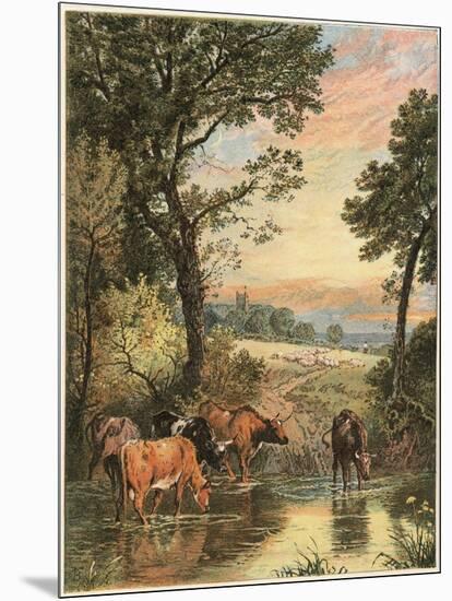 Cattle in Stream-null-Mounted Art Print