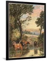 Cattle in Stream-null-Framed Art Print