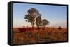 Cattle in the Late Afternoon Light, Carnarvon Gorge, Queensland, Australia, Pacific-Michael Runkel-Framed Stretched Canvas