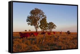 Cattle in the Late Afternoon Light, Carnarvon Gorge, Queensland, Australia, Pacific-Michael Runkel-Framed Stretched Canvas