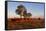 Cattle in the Late Afternoon Light, Carnarvon Gorge, Queensland, Australia, Pacific-Michael Runkel-Framed Stretched Canvas