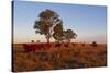Cattle in the Late Afternoon Light, Carnarvon Gorge, Queensland, Australia, Pacific-Michael Runkel-Stretched Canvas