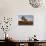 Cattle in the Late Afternoon Light, Carnarvon Gorge, Queensland, Australia, Pacific-Michael Runkel-Photographic Print displayed on a wall