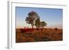 Cattle in the Late Afternoon Light, Carnarvon Gorge, Queensland, Australia, Pacific-Michael Runkel-Framed Photographic Print