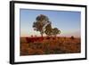 Cattle in the Late Afternoon Light, Carnarvon Gorge, Queensland, Australia, Pacific-Michael Runkel-Framed Photographic Print