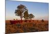 Cattle in the Late Afternoon Light, Carnarvon Gorge, Queensland, Australia, Pacific-Michael Runkel-Mounted Photographic Print