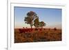 Cattle in the Late Afternoon Light, Carnarvon Gorge, Queensland, Australia, Pacific-Michael Runkel-Framed Photographic Print